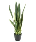 Plant sanseveria 79cm